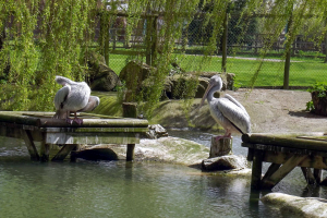 Animals
