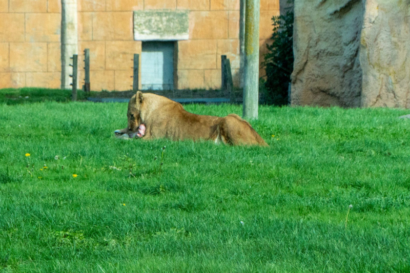 Animals
