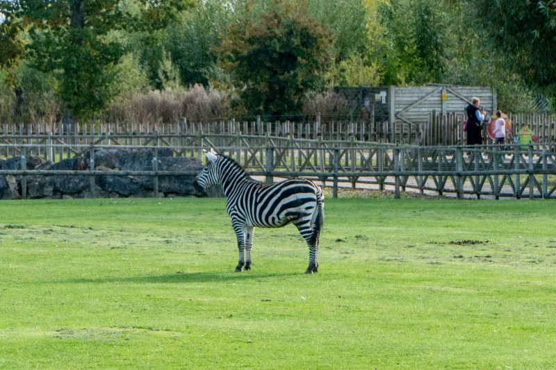 Animals