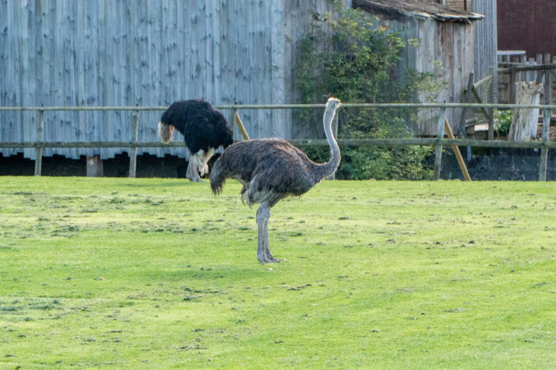 Animals