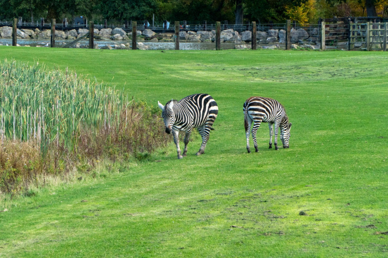 Animals