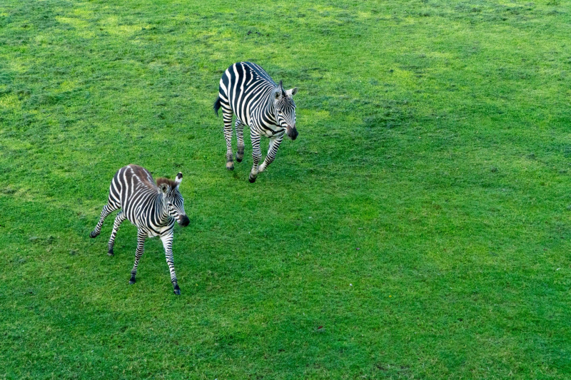Animals