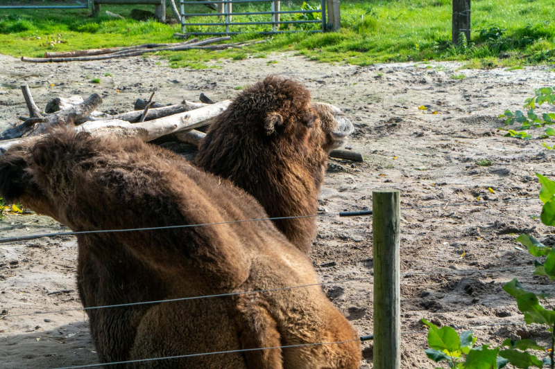 Animals