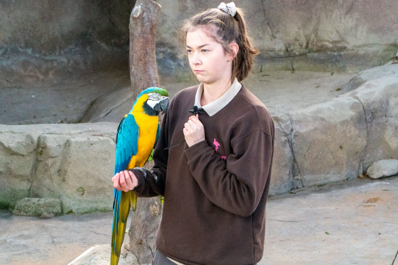 Animals