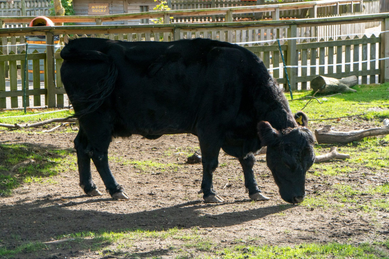 Animals