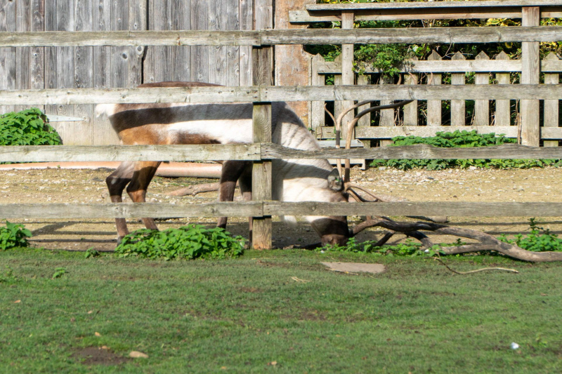 Animals
