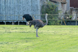 Animals
