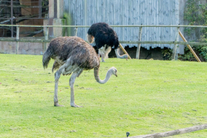Animals