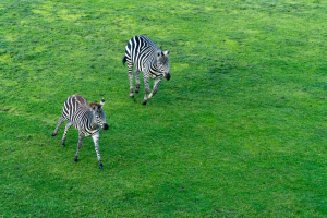Animals