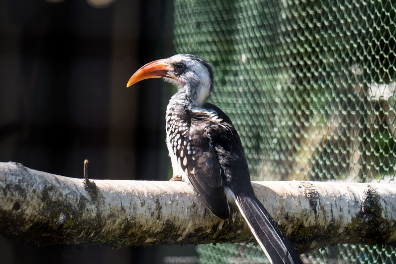 Animals at Freizeit-Land Geiselwind