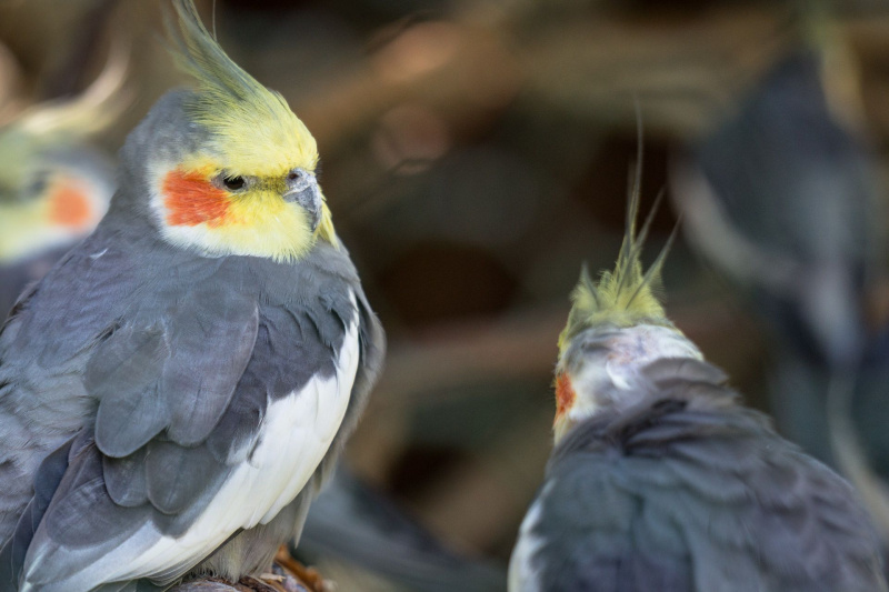 Animals at Freizeit-Land Geiselwind