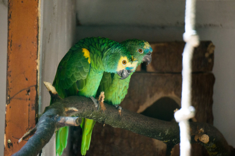 Animals at Freizeit-Land Geiselwind