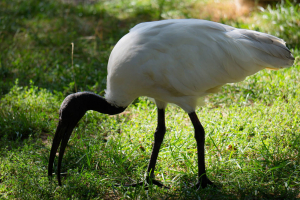 Animals at Freizeit-Land Geiselwind