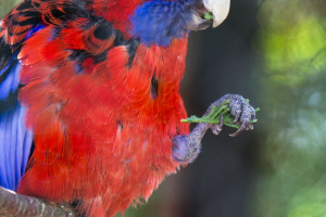 Animals at Freizeit-Land Geiselwind