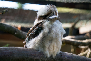 Animals at Freizeit-Land Geiselwind