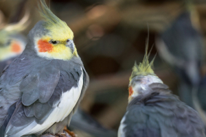 Animals at Freizeit-Land Geiselwind