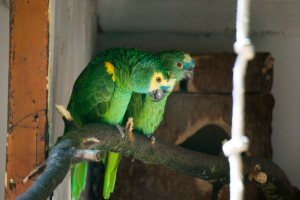 Animals at Freizeit-Land Geiselwind