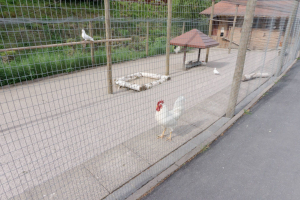 Impressions from the theme park / Eindrücke aus dem Freizeitpar