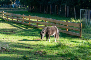Animals at Freizeitpark Plohn / Tiere im Freizeitpark Plohn