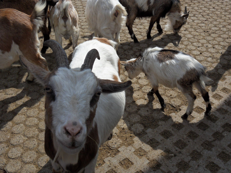Animals / Tiere