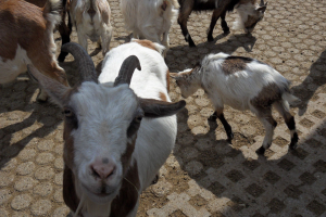 Animals / Tiere