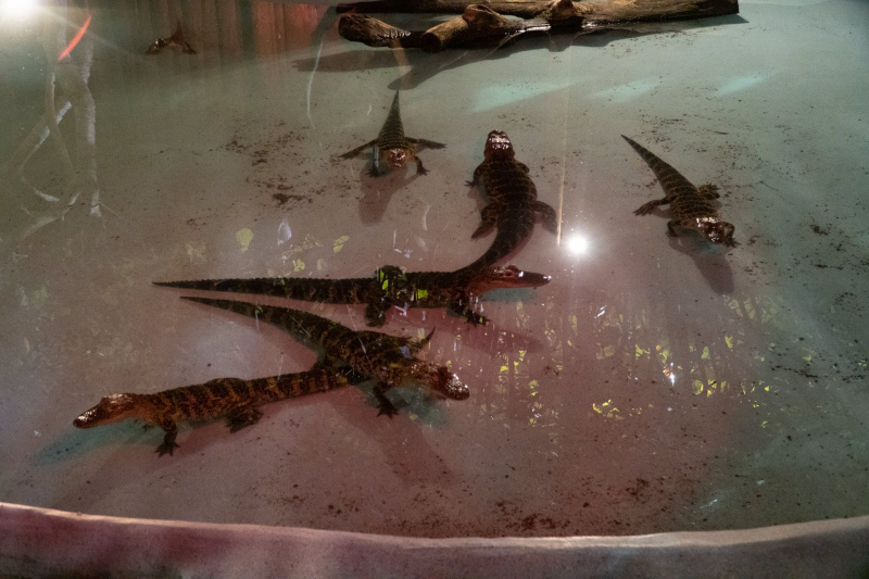 Gator Spot