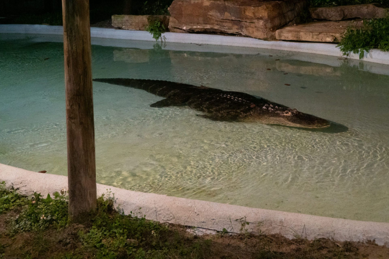 Gator Spot