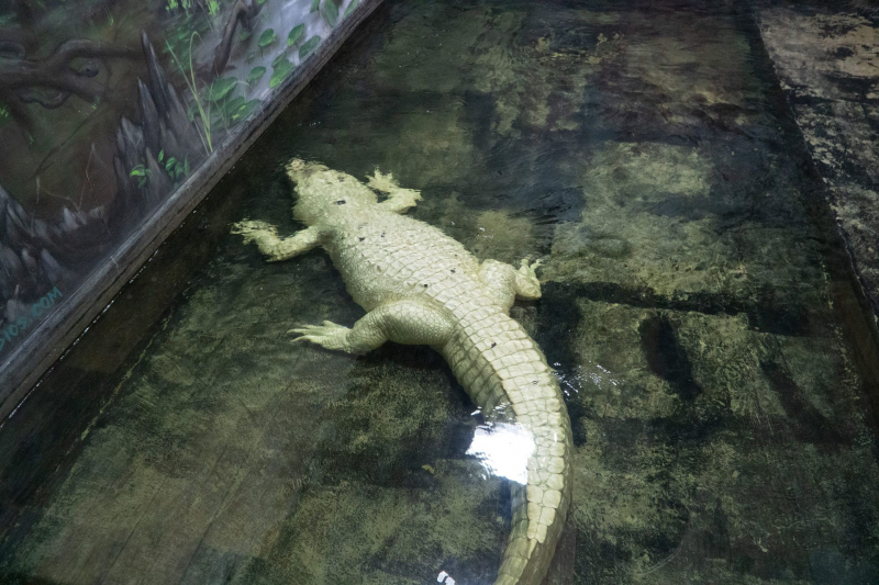 Gator Spot