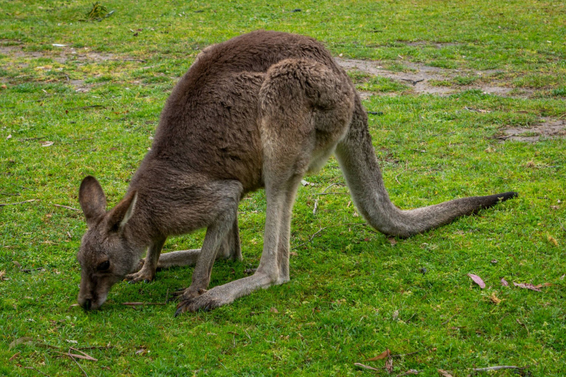 Kangaroos in Halls Gap