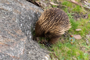 Echidna