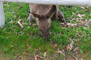 Kangaroos in Halls Gap