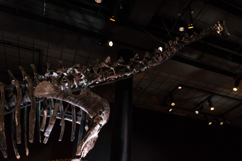 Houston Museum of Natural Science