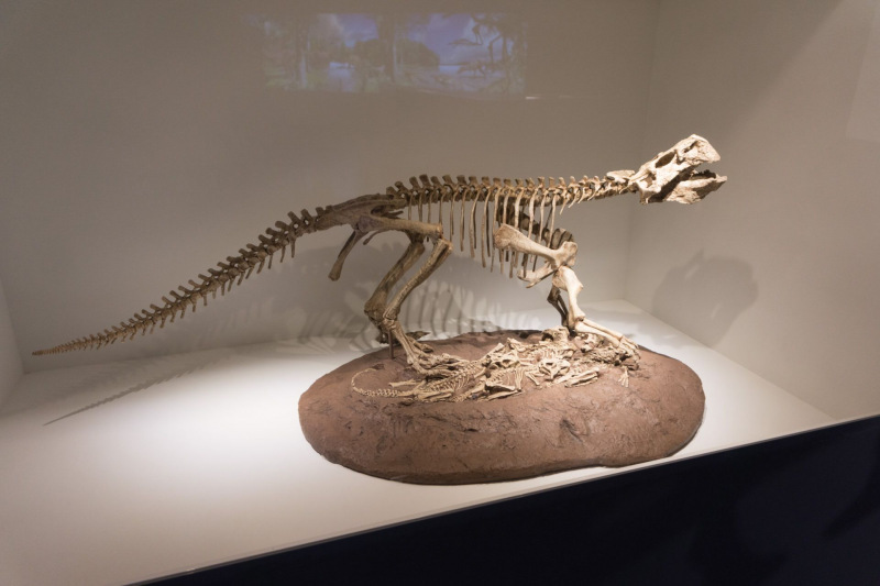 Houston Museum of Natural Science
