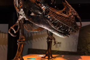 Houston Museum of Natural Science