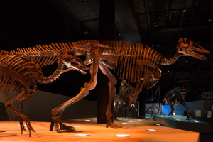 Houston Museum of Natural Science