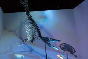 Houston Museum of Natural Science