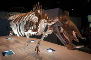 Houston Museum of Natural Science