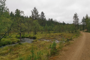 Ivalo