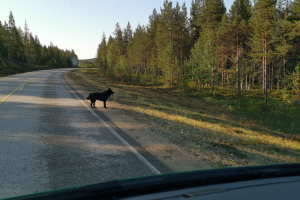 Ivalo