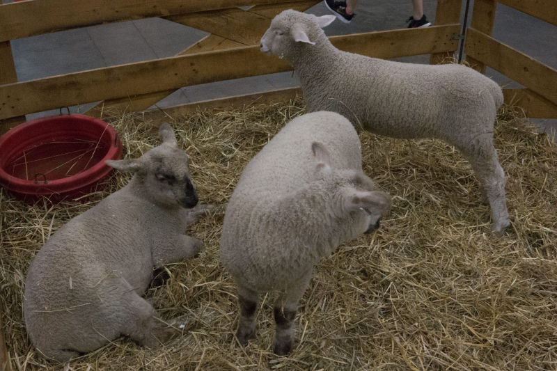 Tiere-3