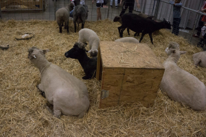 Tiere-2