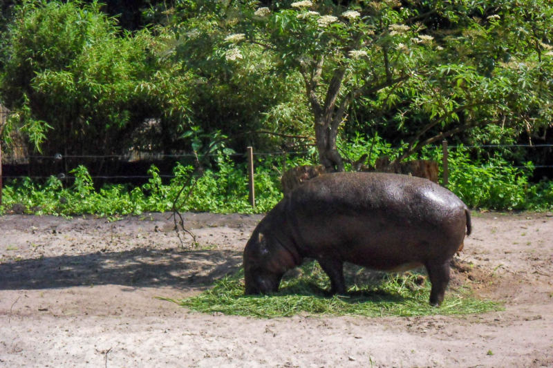 Animals / Tiere