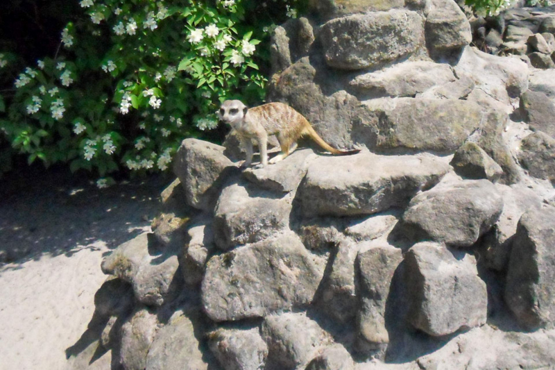 Animals / Tiere