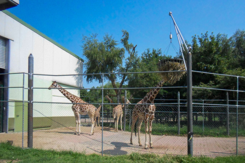 Animals / Tiere