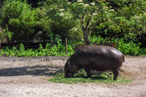 Animals / Tiere