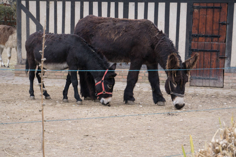 Animals