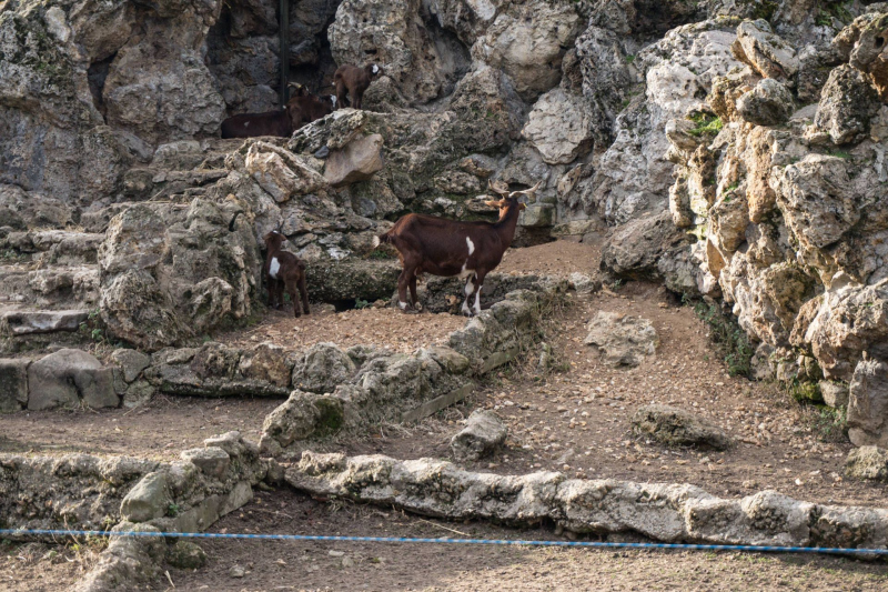 Animals