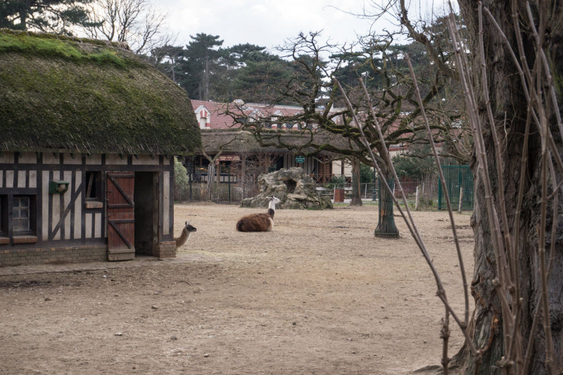 Animals