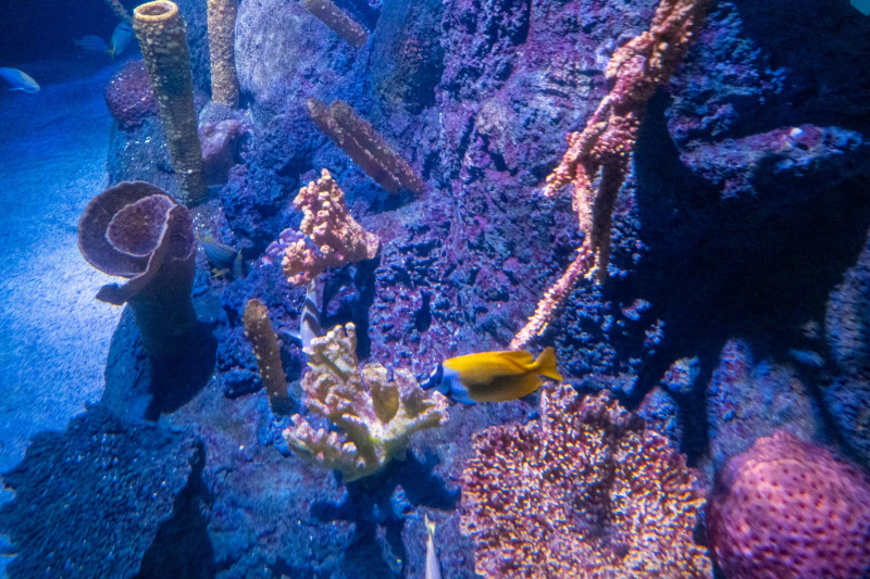 Deep Sea Adventure