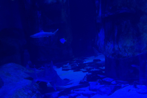 Sea Life London